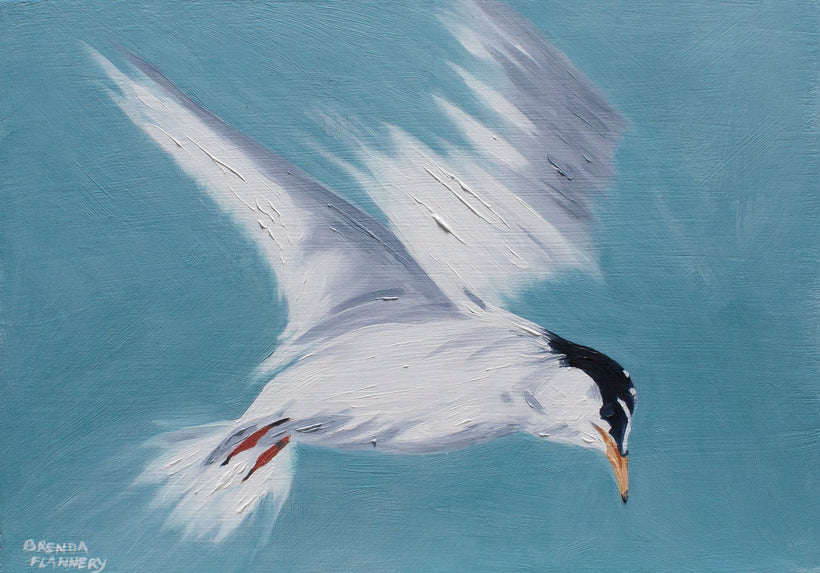 Seabird Paintings